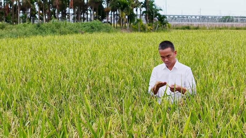海南农乐南繁科技有限公司董事长王仕明在田里观察水稻生长情况。受访者供图_副本