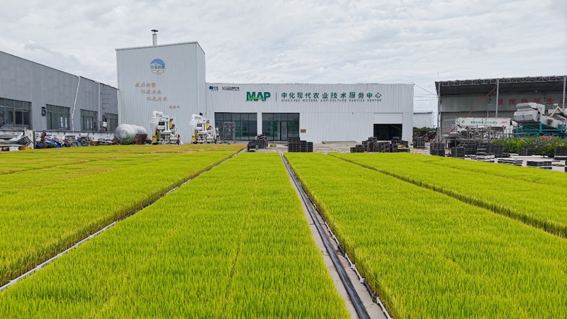 海南农乐南繁科技有限公司种植基地。受访者供图_副本