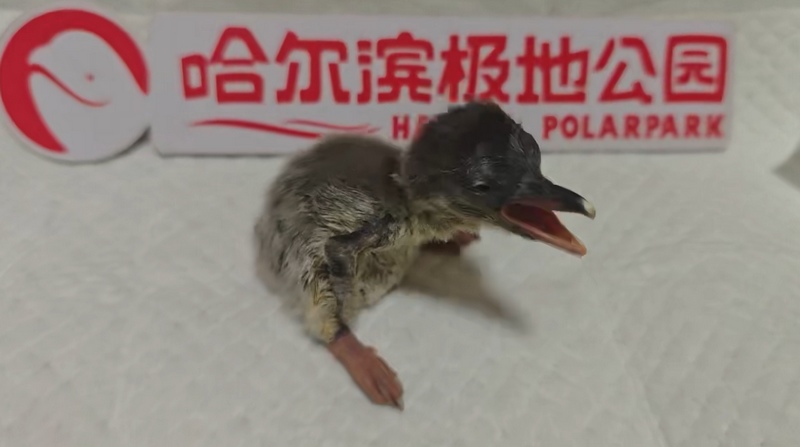 刚出生的小企鹅。哈尔滨极地公园供图