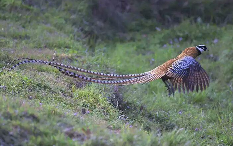 白冠长尾雉展翅飞翔。