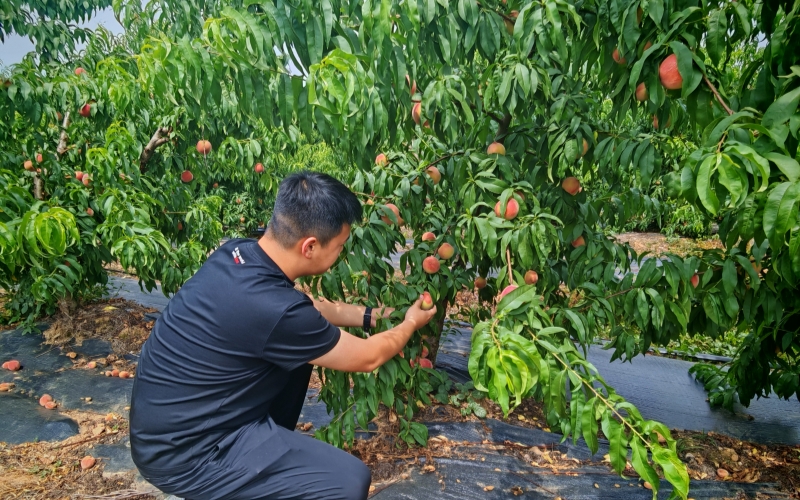 技术员查看桃树场景。