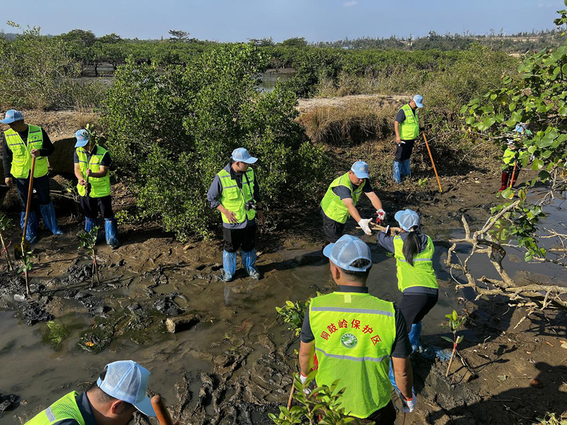 齐心协力种植秋茄幼苗。周兴翠摄