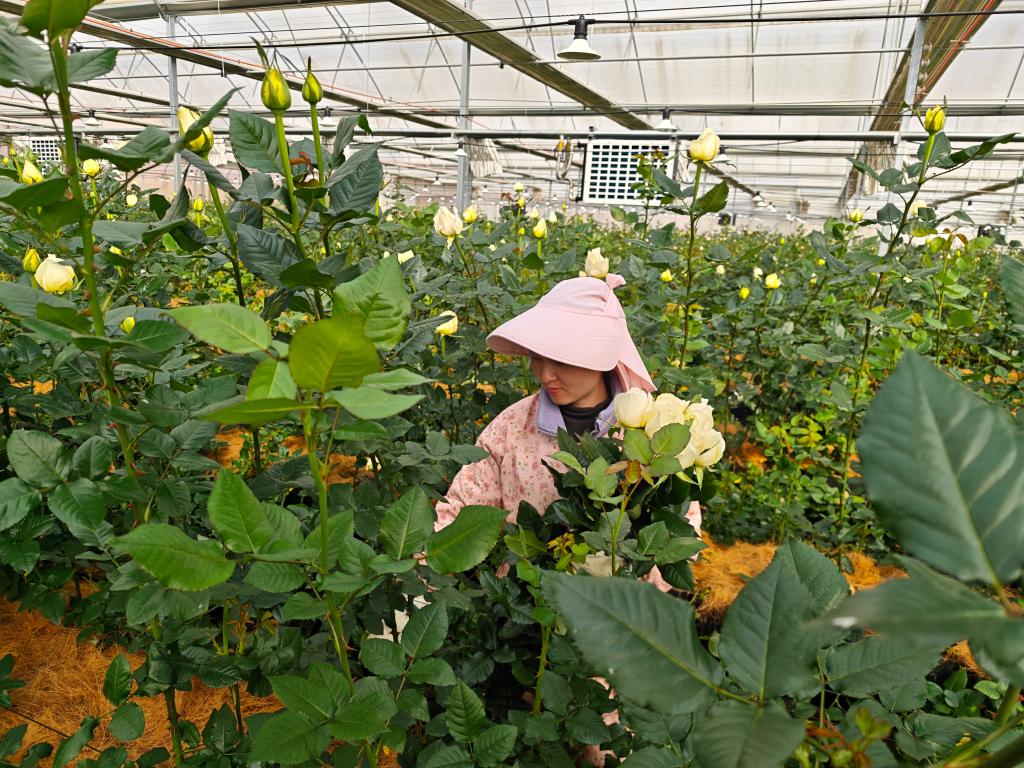 云南省曲靖市马龙区艺海生态种养殖农场的花农正在采收当天的玫瑰花。（受访者供图）