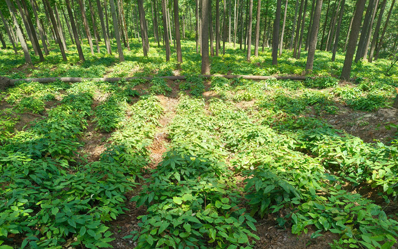 九华山国有林场发展林下中药材种植