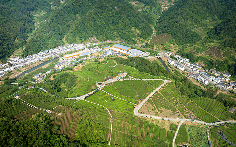 竹山县茶园基地