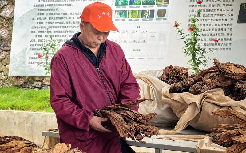 仁和坪烟叶收购站工作人员进行专业化分级。