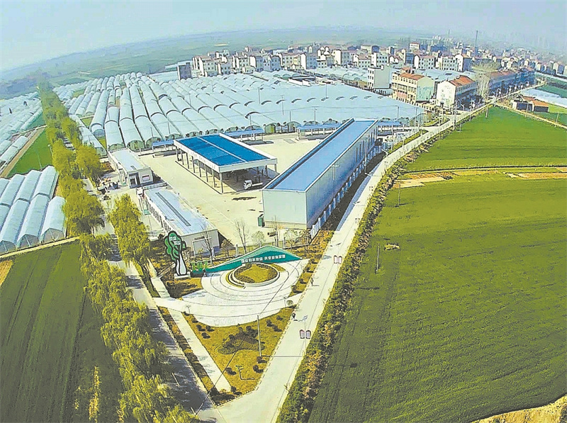 梁咀蔬菜产业大发展