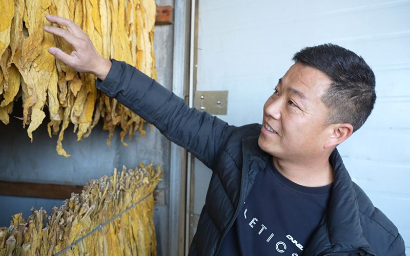 北水河村烟农查看烤烟状态。王烁摄