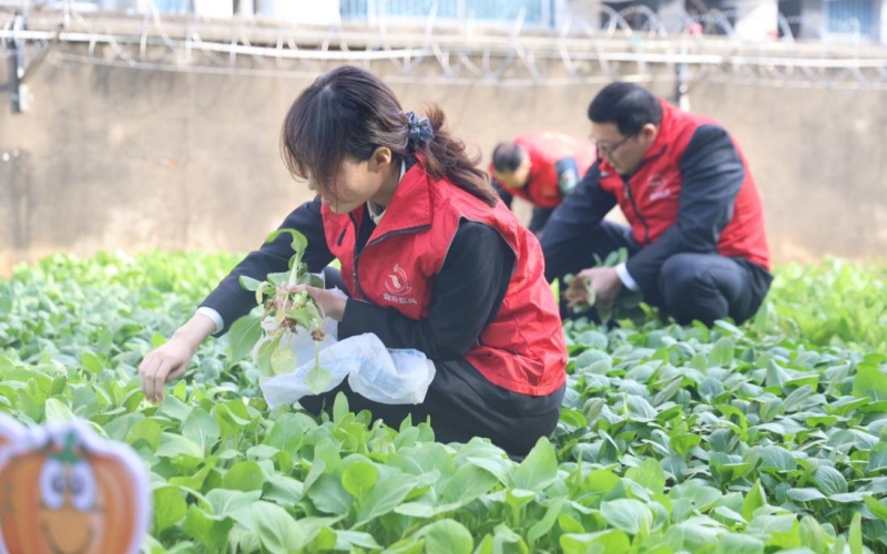 志愿者在采摘新鲜蔬菜。