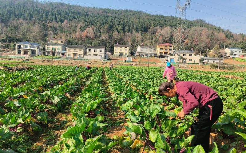 村民正在采收红菜薹。