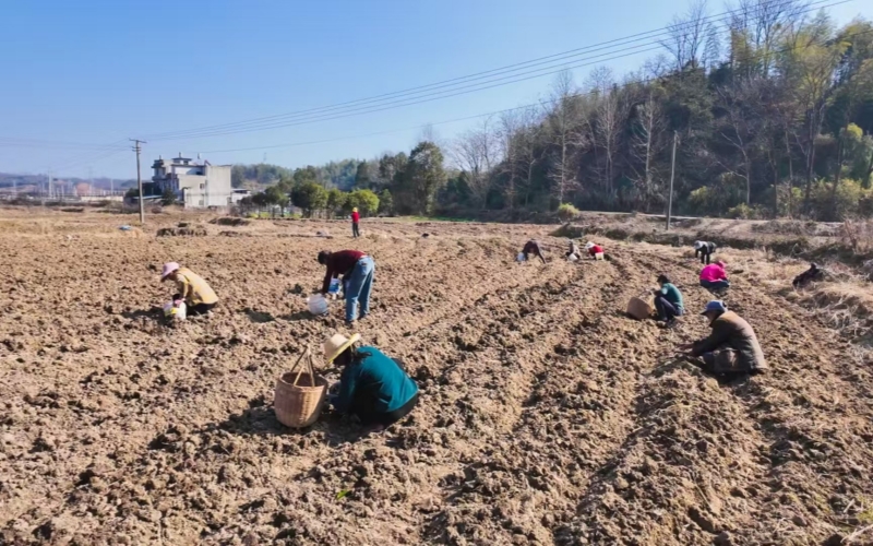 村民集体采挖现场。