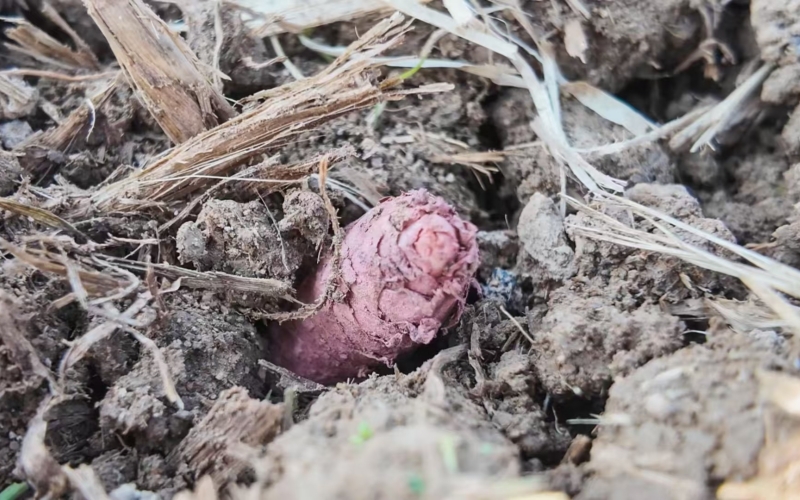 长势喜人的玄参。