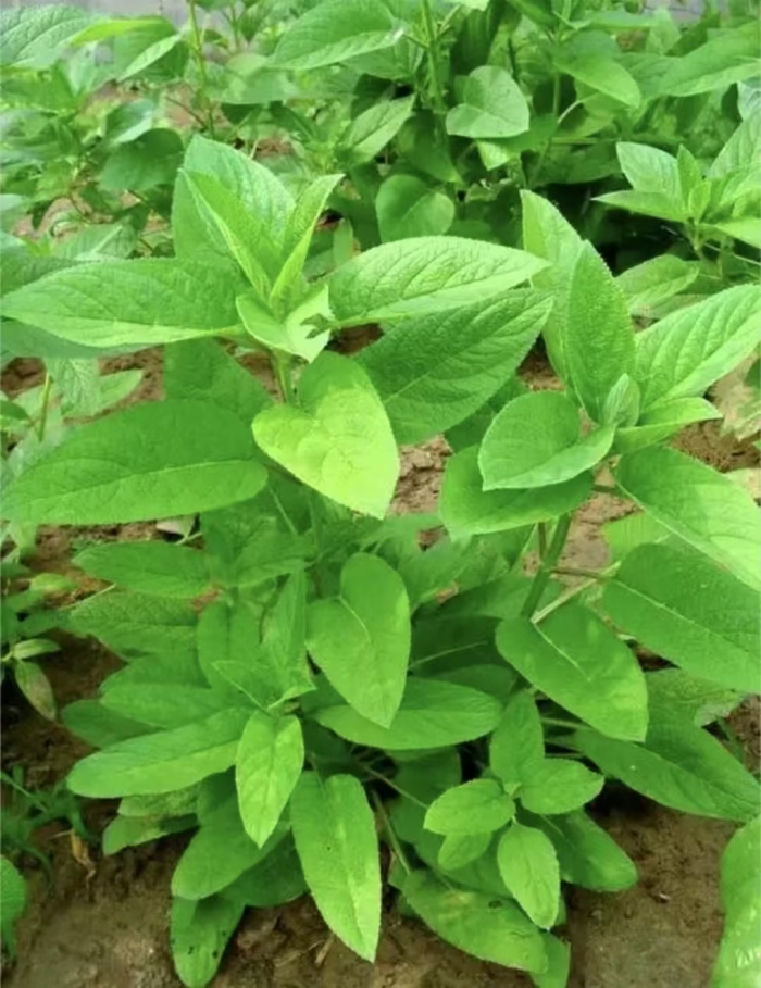 破土而出的“致富果”。