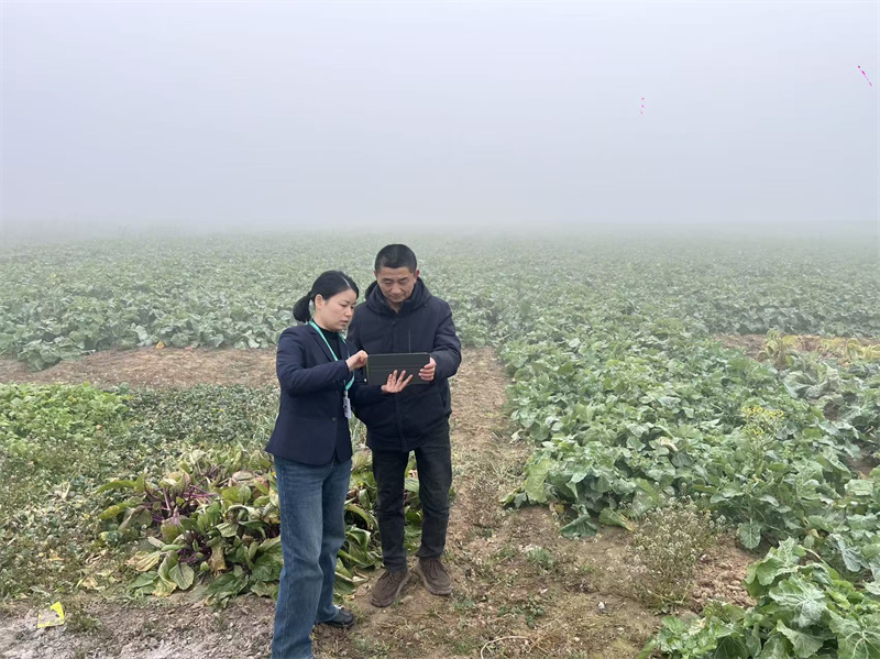 邮储银行云梦县支行客户经理走访蔬菜种植户了解资金需求。