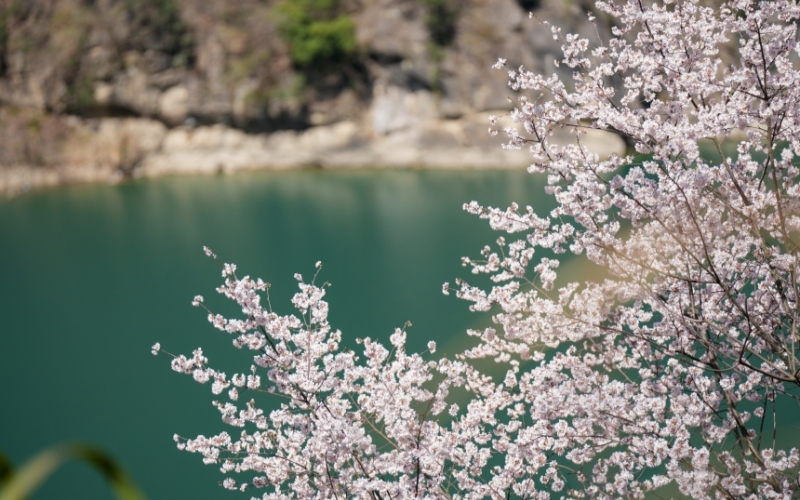 堵河源畔野桃俏。