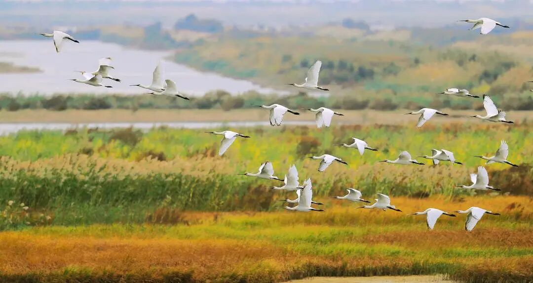白鹭展翅高飞。保护区供图