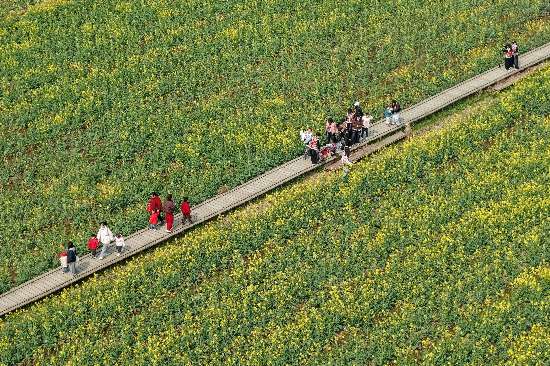 3月7日，铜陵市铜官区西湖镇横塘乡村生态园里的油菜花争相绽放，市民和游客在金黄的花田里踏青赏花，感受大好春光。本报通讯员 储著传 摄
