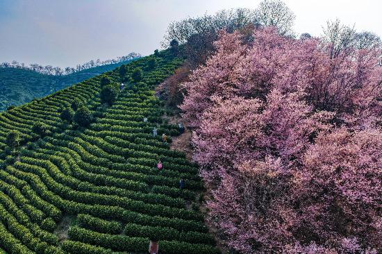 3月8日，芜湖市繁昌区孙村镇水口村茶园樱花绽放，粉色的花朵与绿色的茶垄相映成景，吸引游客前来打卡游玩。本报通讯员 邢朝明 摄