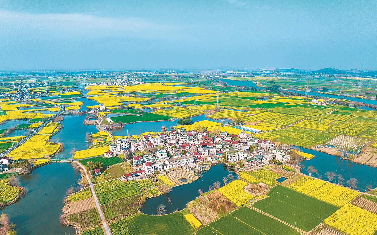 3月8日，芜湖市弋江区峨桥镇响水涧，油菜花海与周边村庄、河道相映成趣，绘就一幅秀美的春日田园画卷。本报通讯员 张明伟 摄