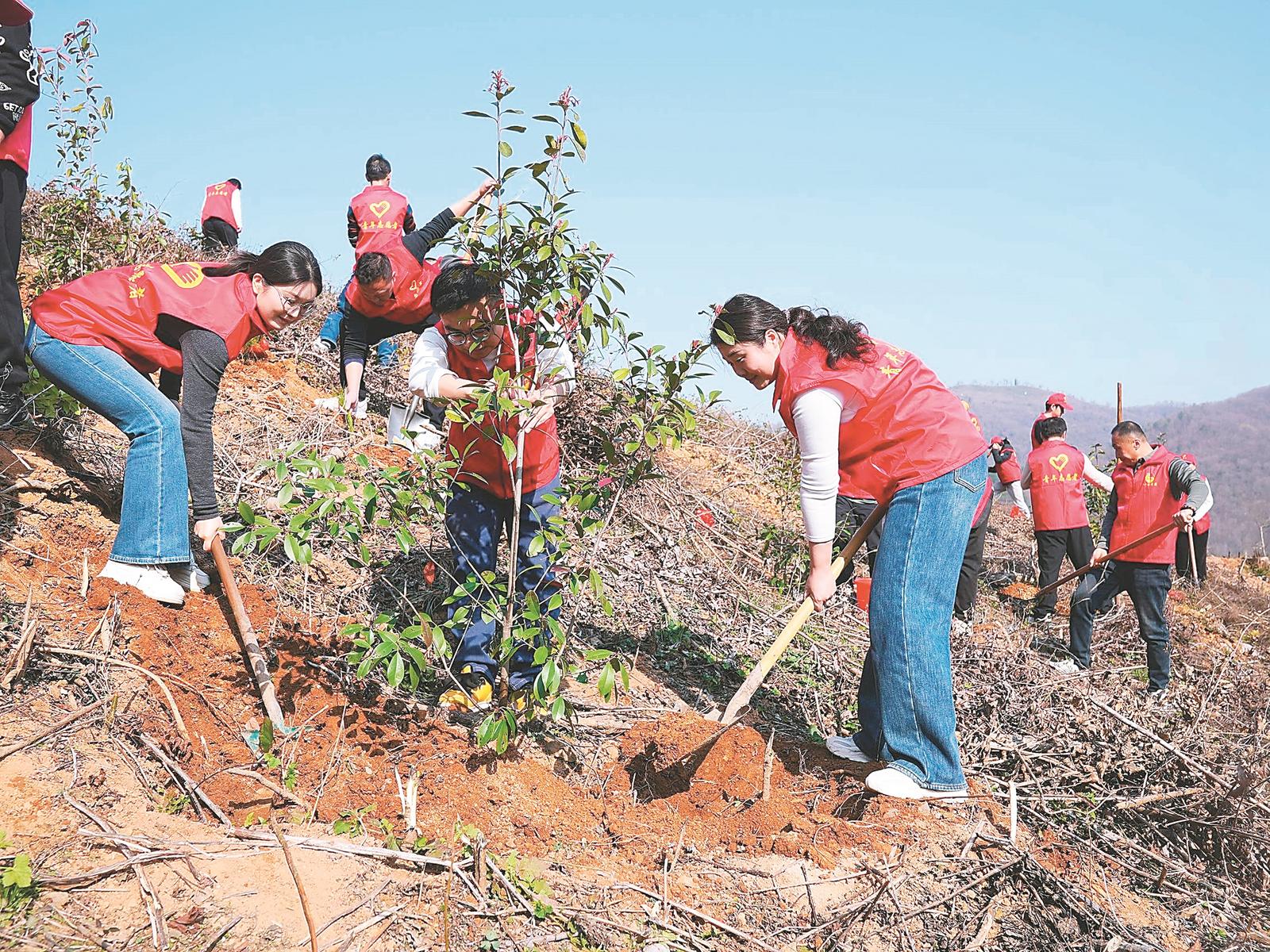 3月11日，枞阳县白梅乡林场植树点，青年志愿者正在种植红叶石楠，为建设美丽家园增添一抹新绿。本报通讯员 王章志 摄