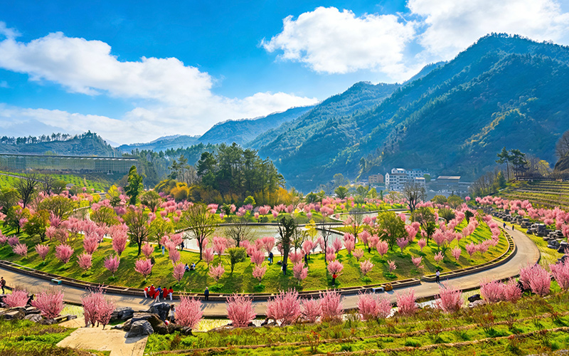 茅箭区秦巴生态植物园内,美人梅如云霞缭绕,与亭台水榭相映成趣。