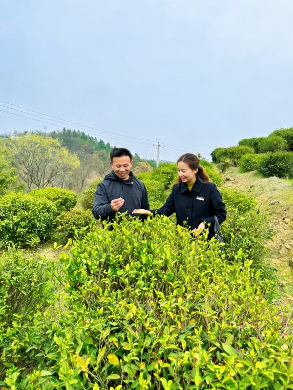 客户经理走访茶园