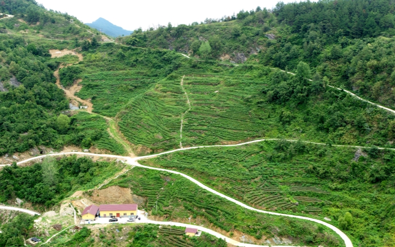 郧阳区谭家湾镇核桃树垭村的茶山。