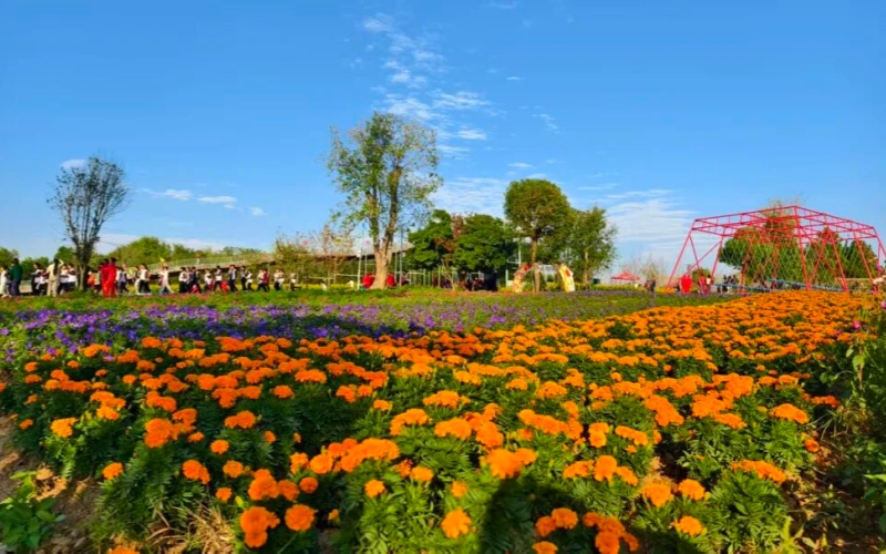 楚珍园花海如画，游人如织。李梦婷摄