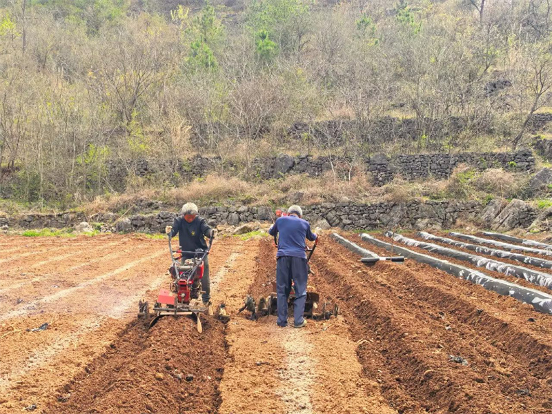 烟田施肥起垄作业现场