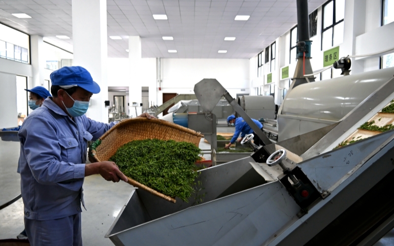 忙碌的制茶车间。欧阳新焱摄
