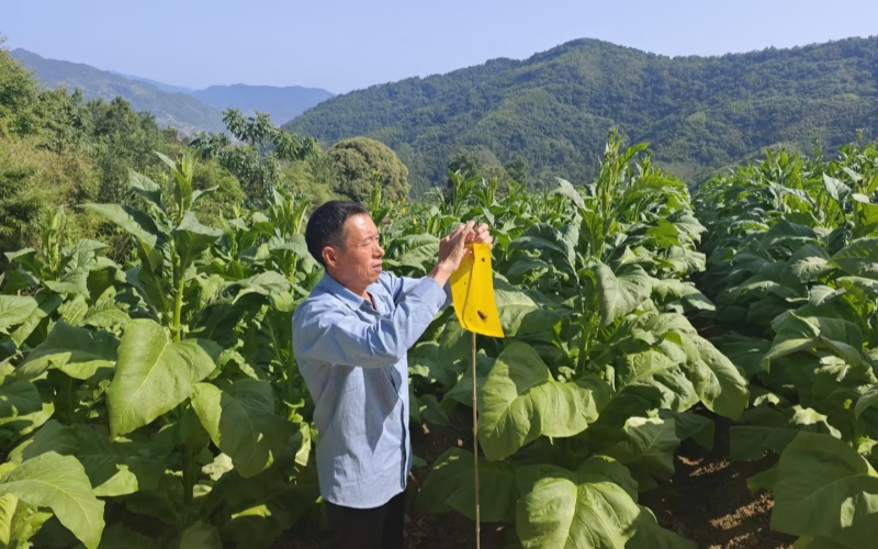 技术人员悬挂诱蚜黄板。张自豪摄