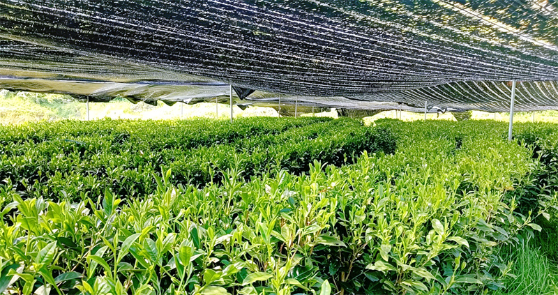 遮阳网下绿意盎然的抹茶。姚勇摄