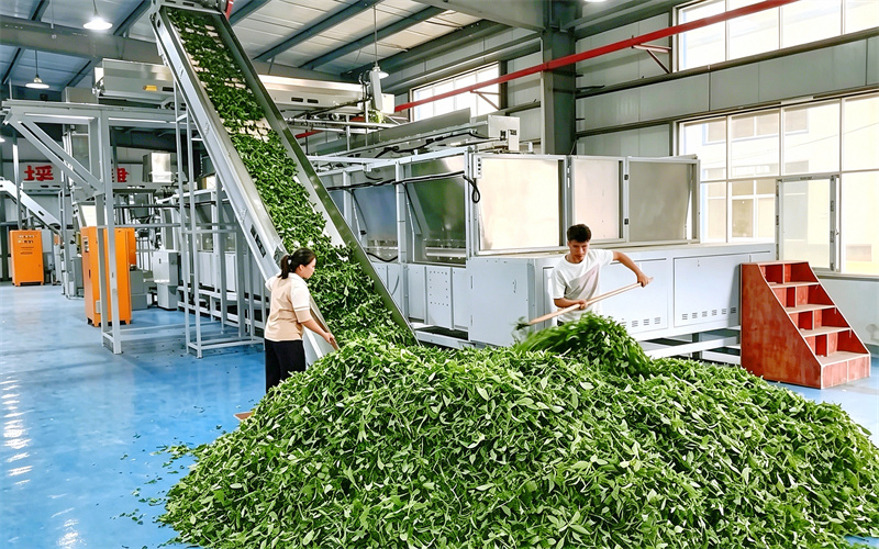 繁忙的抹茶加工车间。恩施卷烟厂供图