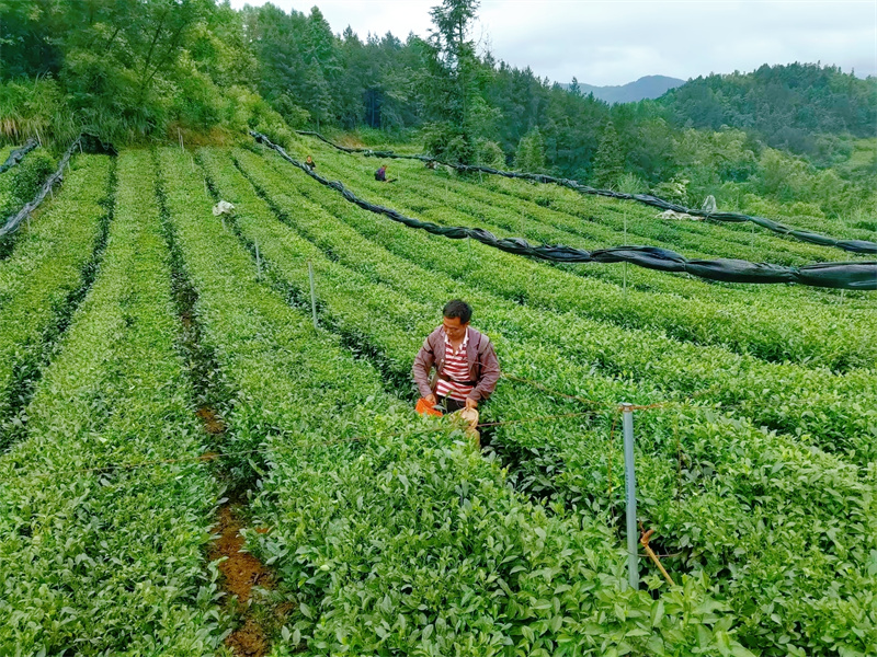 茶农在田间地头采摘抹茶。姚勇摄