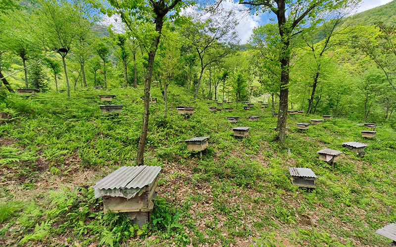 丰溪镇桃花山村林下蜜蜂养殖。陈建树摄